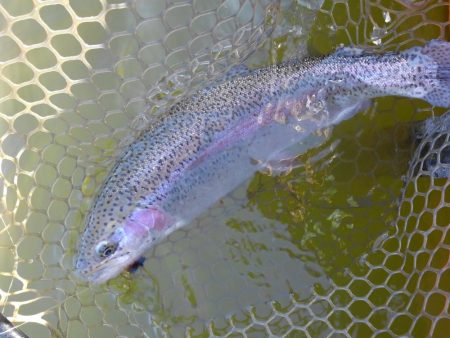 大安トラウトレイク 釣果